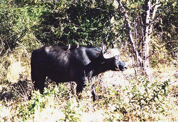 Bo-12-19-Chobe-buffel