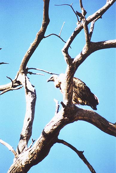 Bo-12-21-Chobe-Capevulture