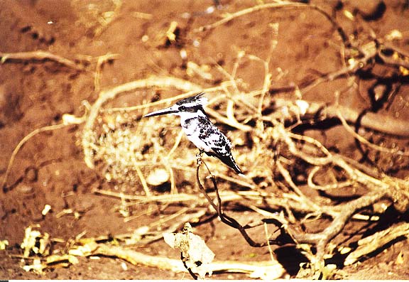 Bo-13-05-Chobe-kingfisher
