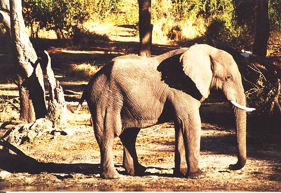 Bo-13-11-Chobe-olifant