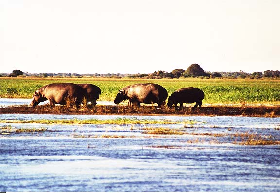 Bo-13-12-Chobe-hippos