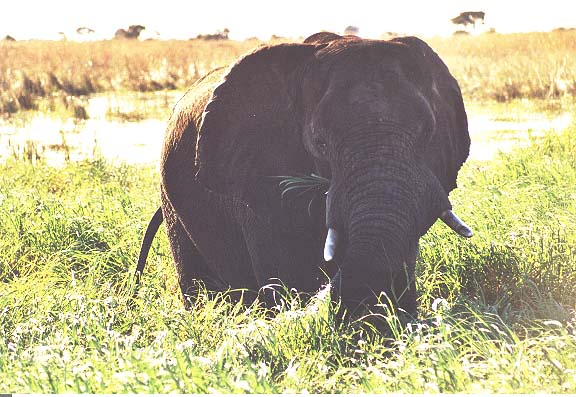 Bo-13-16-Chobe-grazendeolifant
