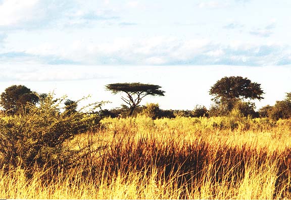 Bo-4B-29A-Okavango-landschap