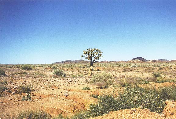 Na-2-18-kokerboominNamibischlandschap