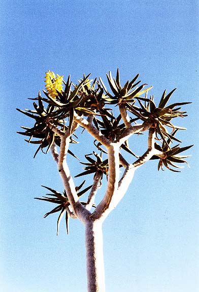 Na-2-28-kokerboom