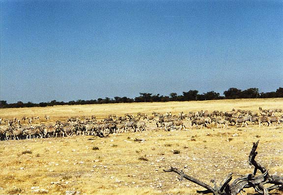 Na-3B-24A-Etosha-zoveelstreepjes