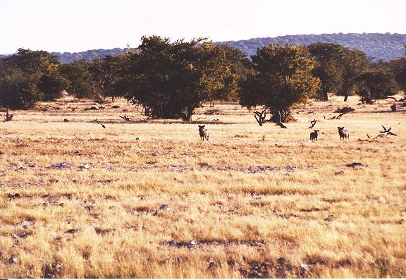 Na-6-04-Etosha-warthogs