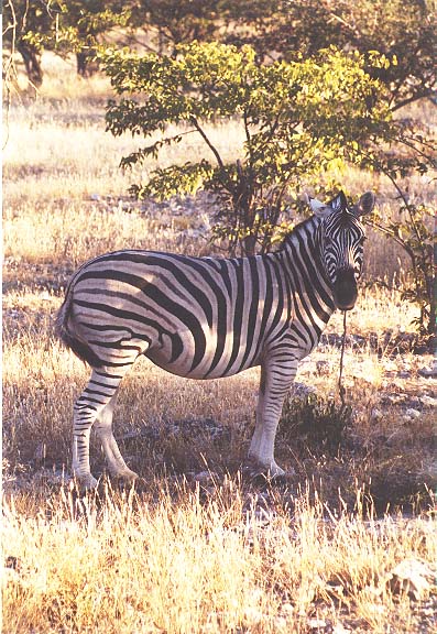 Na-6-13-Etosha-zebra