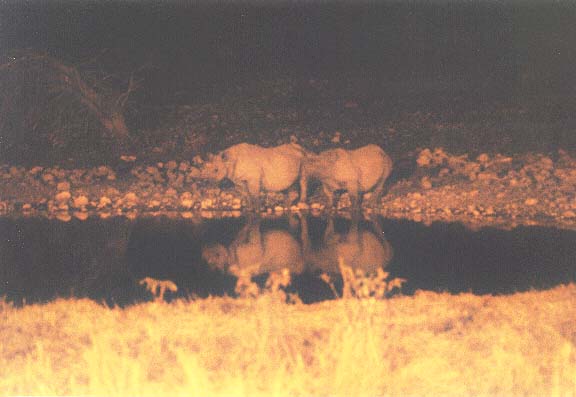 Na-6-18-Etosha-waterhole-rhinos