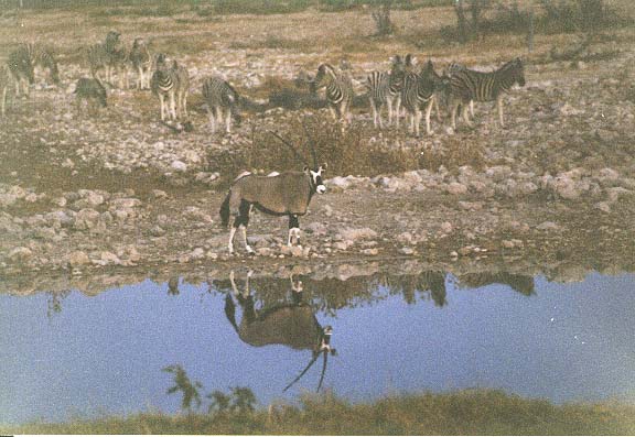Na-6-21-Etosha-waterhole-ochtend