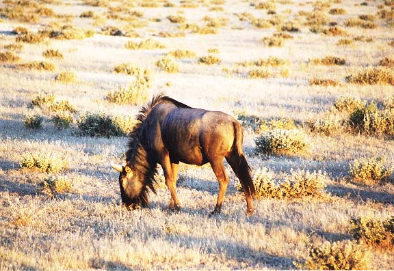 Na-7-02-Etosha-wildebeast