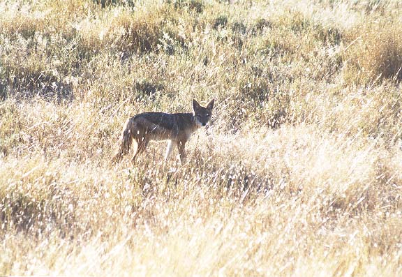 Na-7-04-Etosha-jakhals