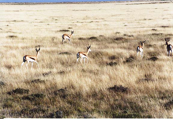 Na-7-07-Etosha-spring-bok