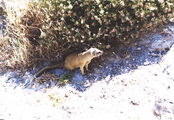 Na-7-20-Etosha-yellowmongoose