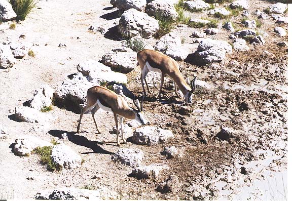 Na-7-25-Etosha-springbokken
