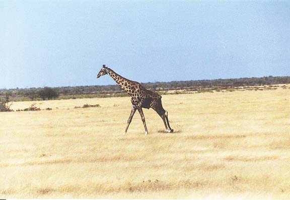 Na-7-31-Etosha-giraf-galop