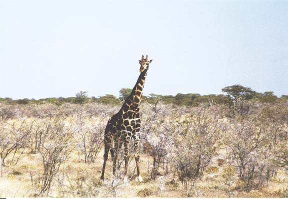 Na-7-37-Etosha-giraf