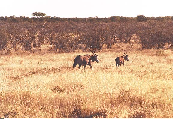 Na-8-01-Etosha-oryxen