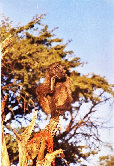 Na-8-37-Zeldas-baboon
