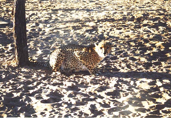 Na-9-05A-Zeldas-cheeta