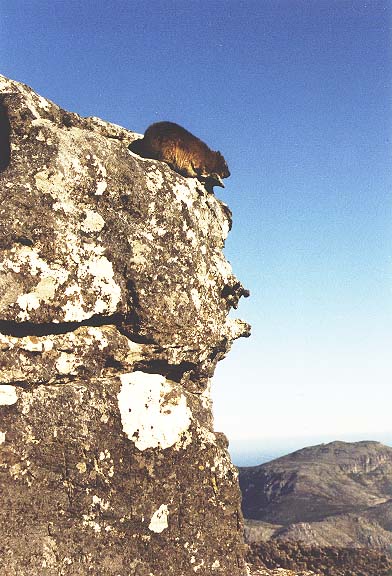 ZA-1-11-rockdassie