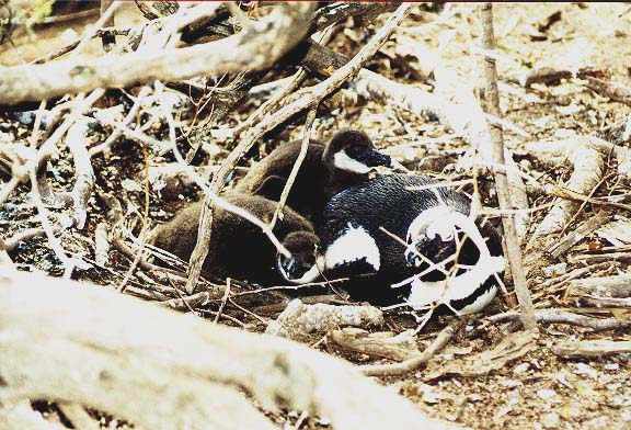 ZA-1-33-pinguinnest