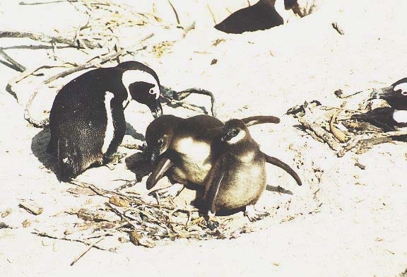 ZA-2-04-pingfamilie