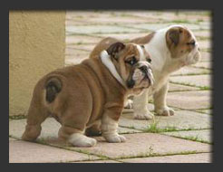 Cachorros de Bulldogs  King of the River
