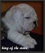 Cachorro de Bulldog  King of the River