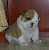 Cachorro de Bulldog  King of the River
