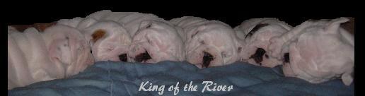 Cachorros de Bulldogs  King of the River