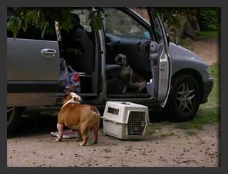 Bulldog exposicion Vigo