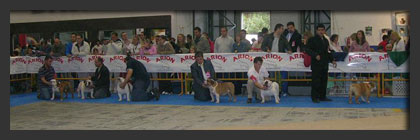 Bulldog exposicion Vigo