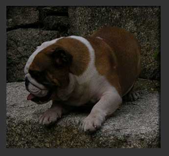 Descanso del Bulldog