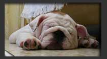 Bulldog 2 meses