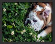 Bulldog