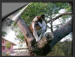 Bulldog Nuba