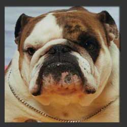 Nuestros Bullys - Nuba