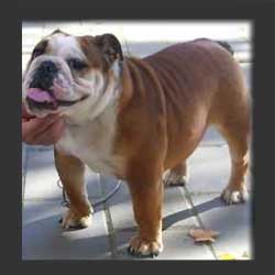 Bully Pandora