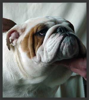 Bulldog - Gold Dust F rom The Bulls Compagnie (Boe) 