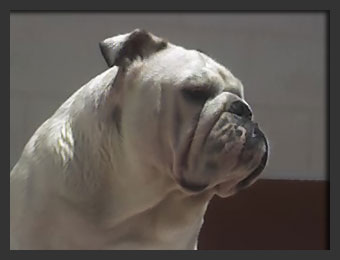 Bulldog Ingles