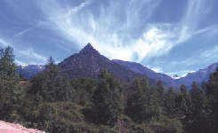 Puitabaca