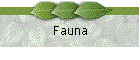 Fauna