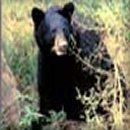 bear