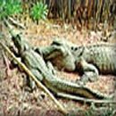 reptile