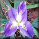 wildflower