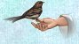 Sparrow