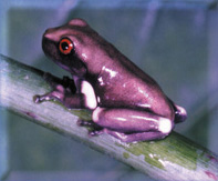 poison dart frog