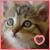 Who doesn't love cats?I do!!!