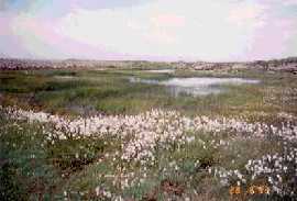 Bog Cotton